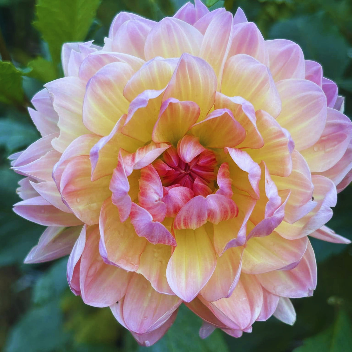 Cha Ching Dahlia Perennial Seeds - Mixed Color Blooms, 40+ seeds