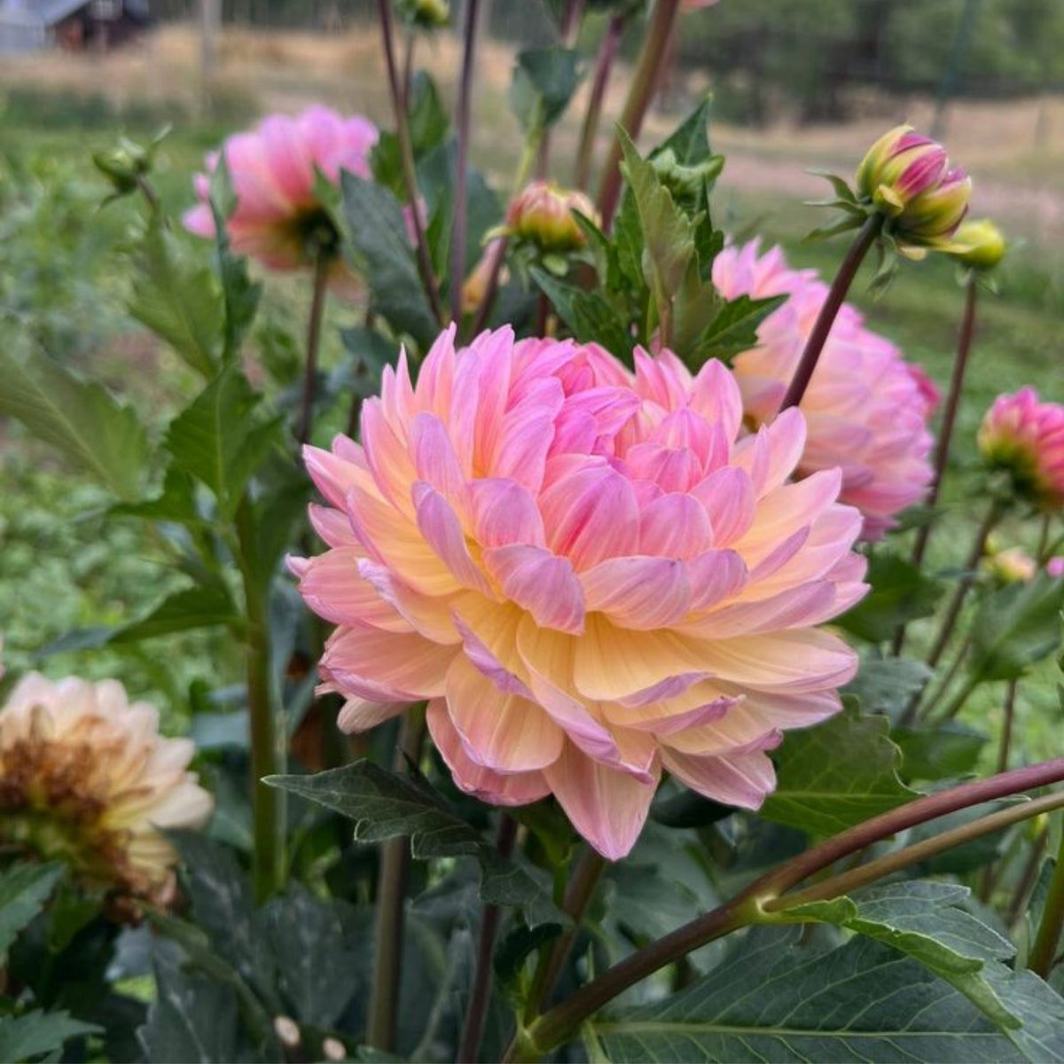 Cha Ching Dahlia Perennial Seeds - Mixed Color Blooms, 40+ seeds