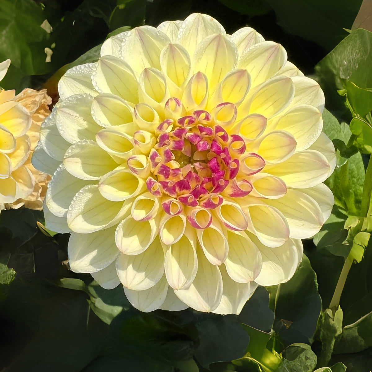 Cherish Dahlia Perennial Seeds - Mixed Color Blooms, 40+ seeds
