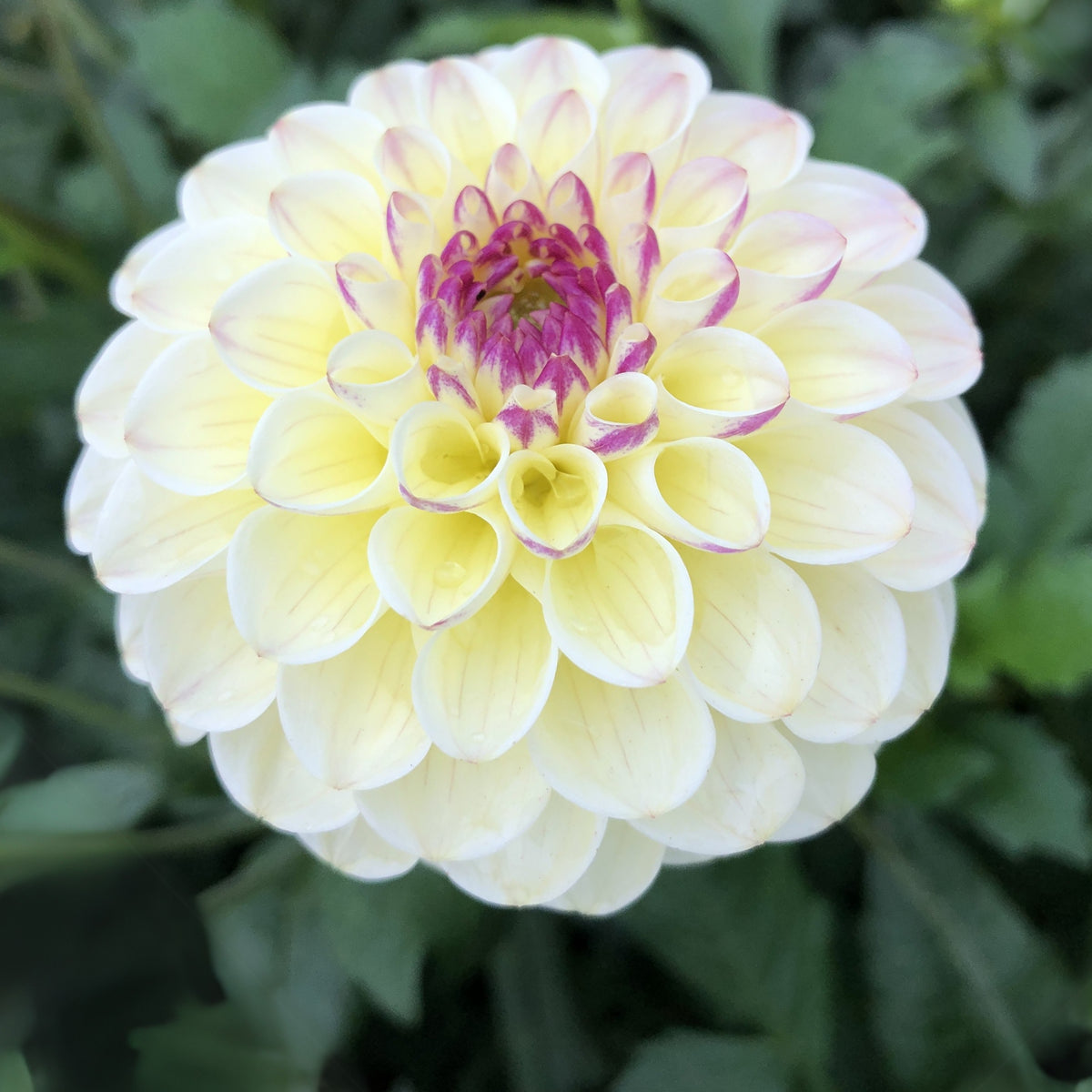 Cherish Dahlia Perennial Seeds - Mixed Color Blooms, 40+ seeds