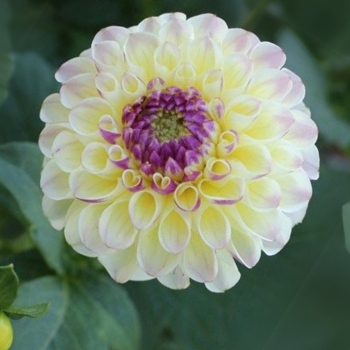 Cherish Dahlia Perennial Seeds - Mixed Color Blooms, 40+ seeds