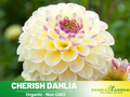 40+ Seeds|  Cherish Dahlia Perennial Seeds– Mixed Color Blooms, Fast Growing Annual Flowers, Ornamental Garden Seeds for Borders & Pots #D031