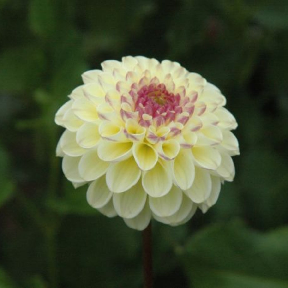 Cherish Dahlia Perennial Seeds - Mixed Color Blooms, 40+ seeds