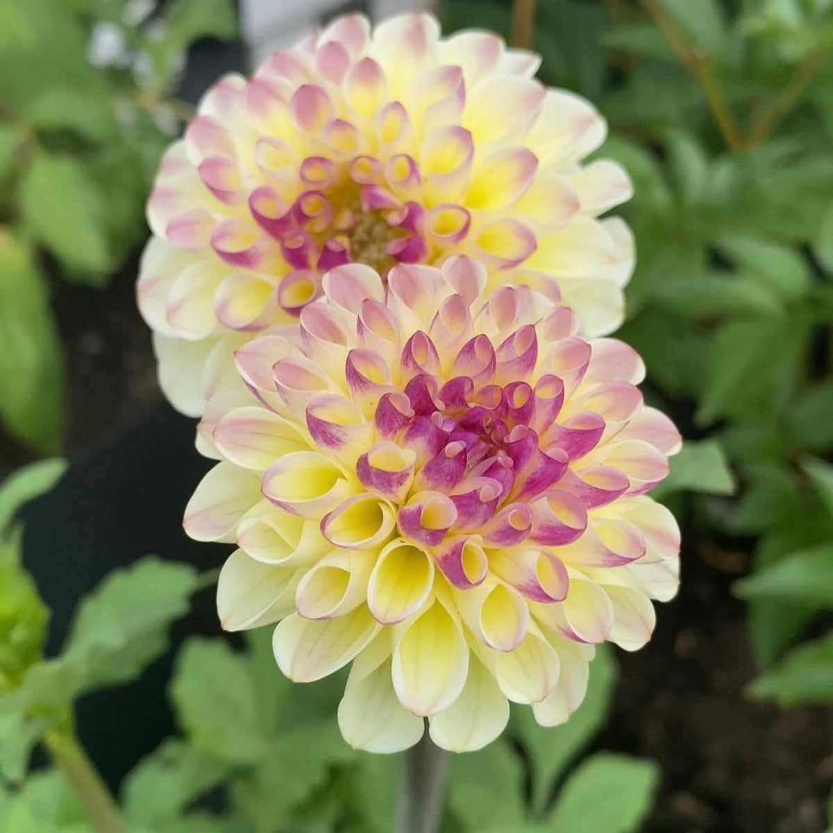 Cherish Dahlia Perennial Seeds - Mixed Color Blooms, 40+ seeds