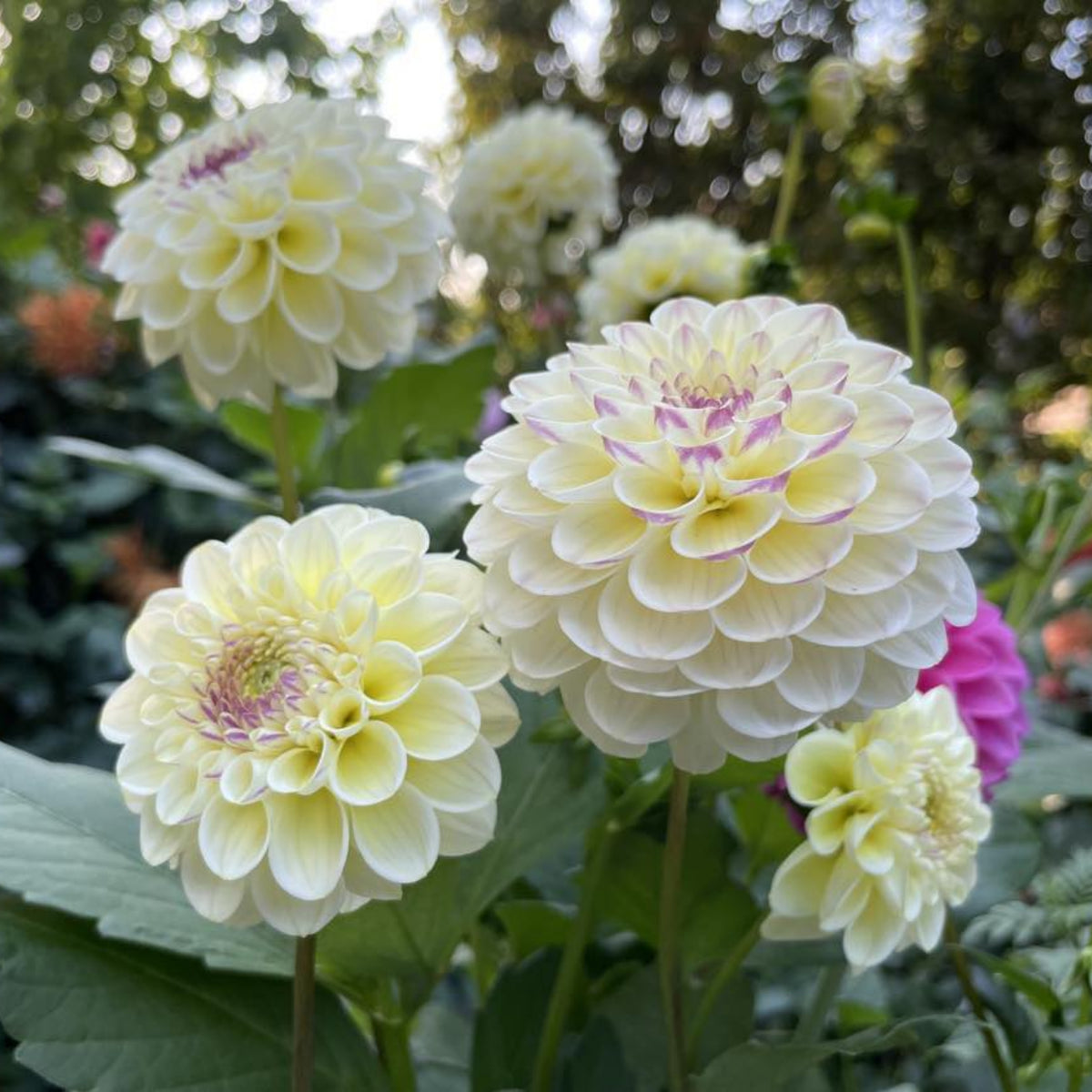 Cherish Dahlia Perennial Seeds - Mixed Color Blooms, 40+ seeds
