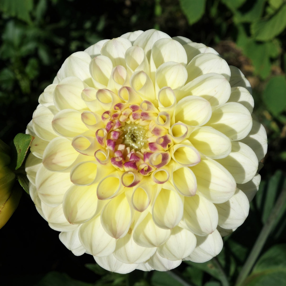 Cherish Dahlia Perennial Seeds - Mixed Color Blooms, 40+ seeds