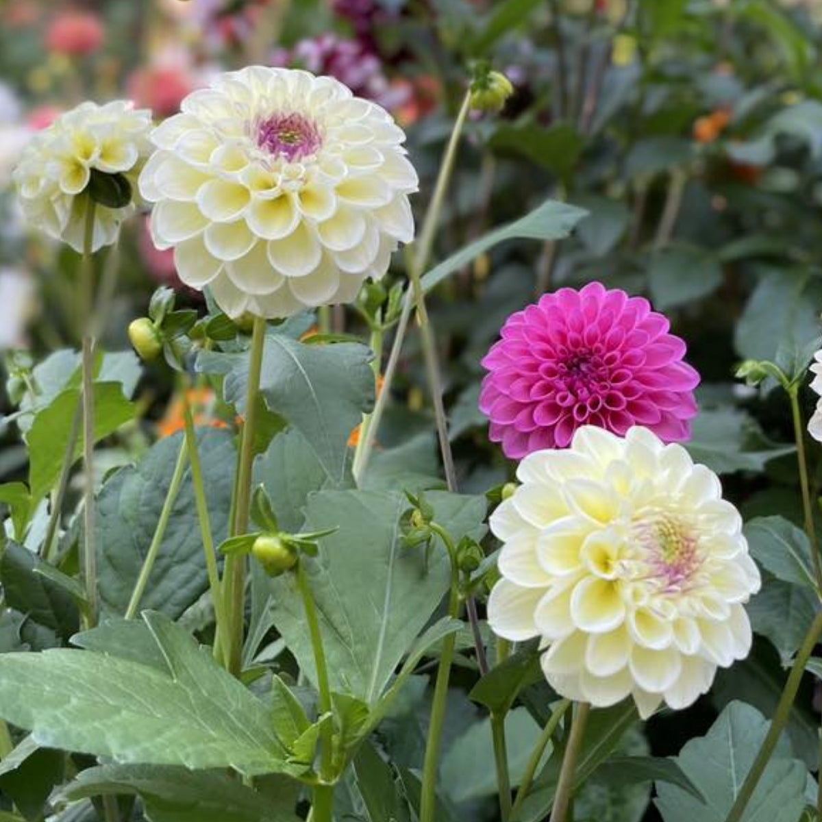 Cherish Dahlia Perennial Seeds - Mixed Color Blooms, 40+ seeds