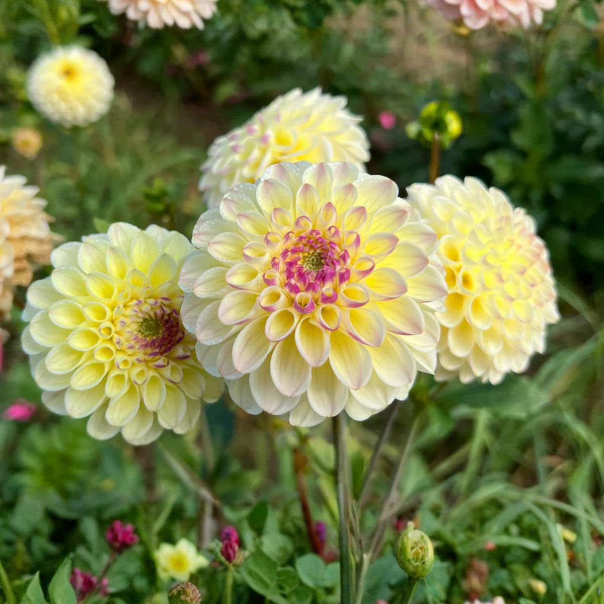 Cherish Dahlia Perennial Seeds - Mixed Color Blooms, 40+ seeds