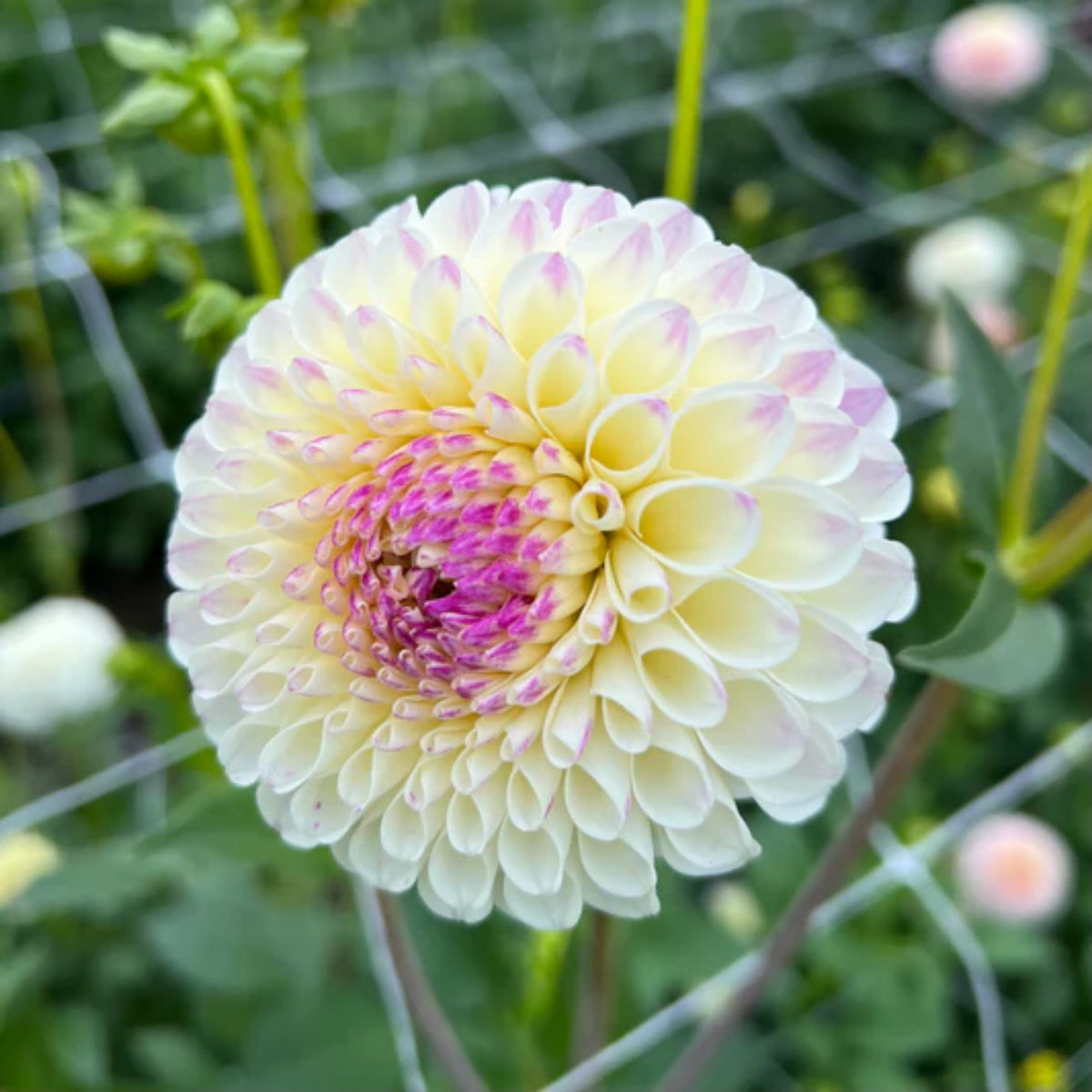 Cherish Dahlia Perennial Seeds - Mixed Color Blooms, 40+ seeds
