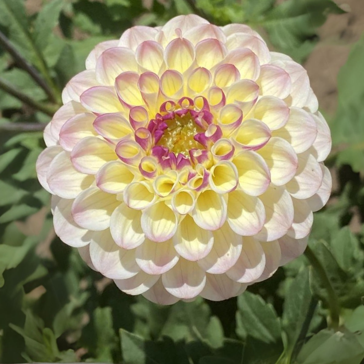 Cherish Dahlia Perennial Seeds - Mixed Color Blooms, 40+ seeds