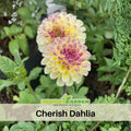 40+ Seeds|  Cherish Dahlia Perennial Seeds– Mixed Color Blooms, Fast Growing Annual Flowers, Ornamental Garden Seeds for Borders & Pots #D031