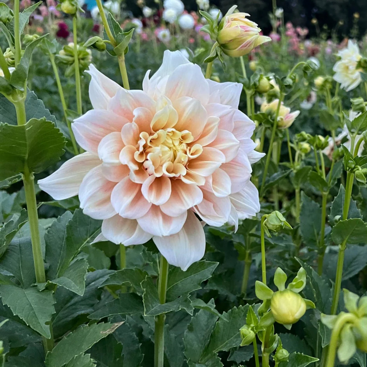 Dinnerplate Break Out Dahlia Perennial Seeds, 40+ seeds