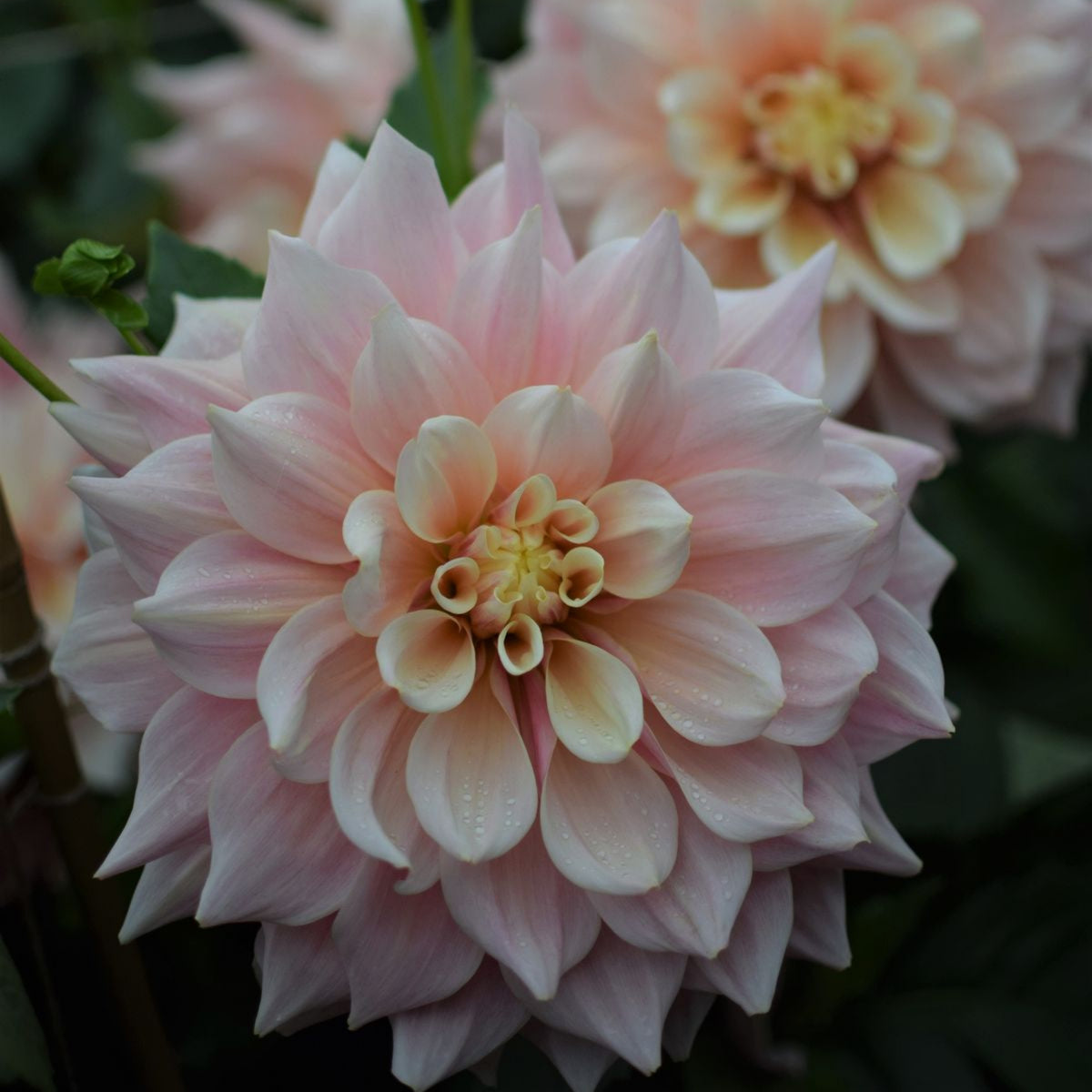 Dinnerplate Break Out Dahlia Perennial Seeds, 40+ seeds