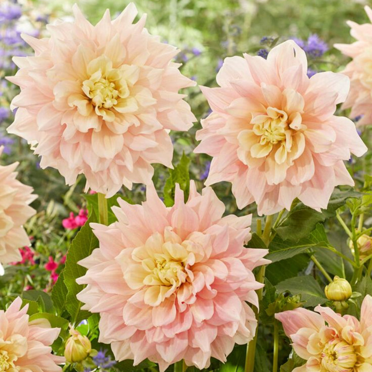 Dinnerplate Break Out Dahlia Perennial Seeds, 40+ seeds