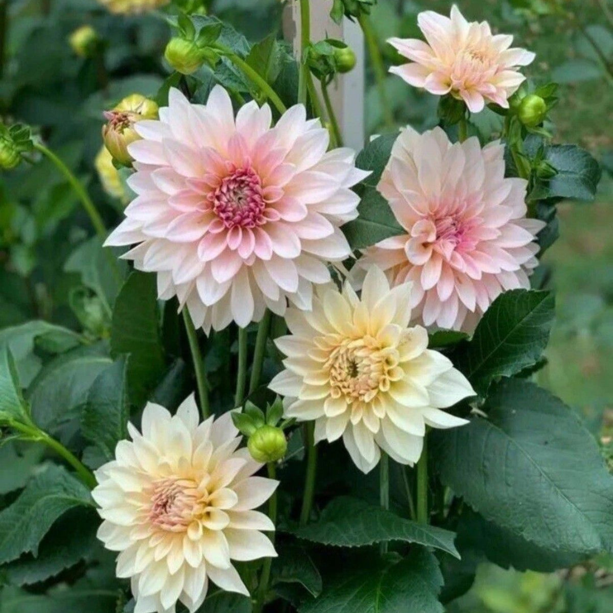 Dinnerplate Break Out Dahlia Perennial Seeds, 40+ seeds