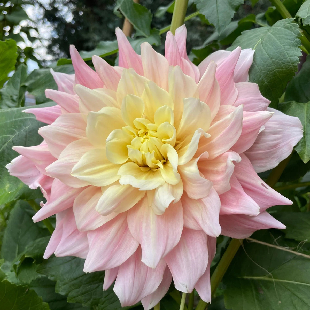 Dinnerplate Break Out Dahlia Perennial Seeds, 40+ seeds