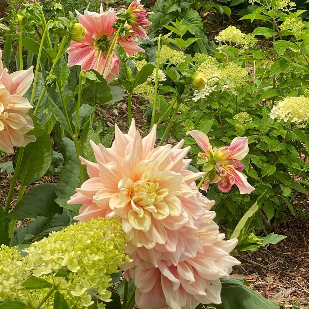 Dinnerplate Break Out Dahlia Perennial Seeds, 40+ seeds