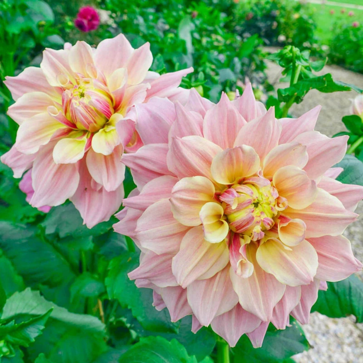 Dinnerplate Break Out Dahlia Perennial Seeds, 40+ seeds
