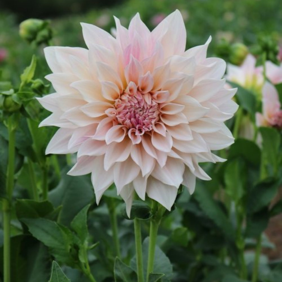 Dinnerplate Break Out Dahlia Perennial Seeds, 40+ seeds