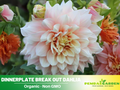 40+ Seeds|  Dinnerplate Break Out Dahlia Perennial Seeds – Mixed Color Blooms, Fast Growing Annual Flowers, Ornamental Garden Seeds for Borders & Pots#D032