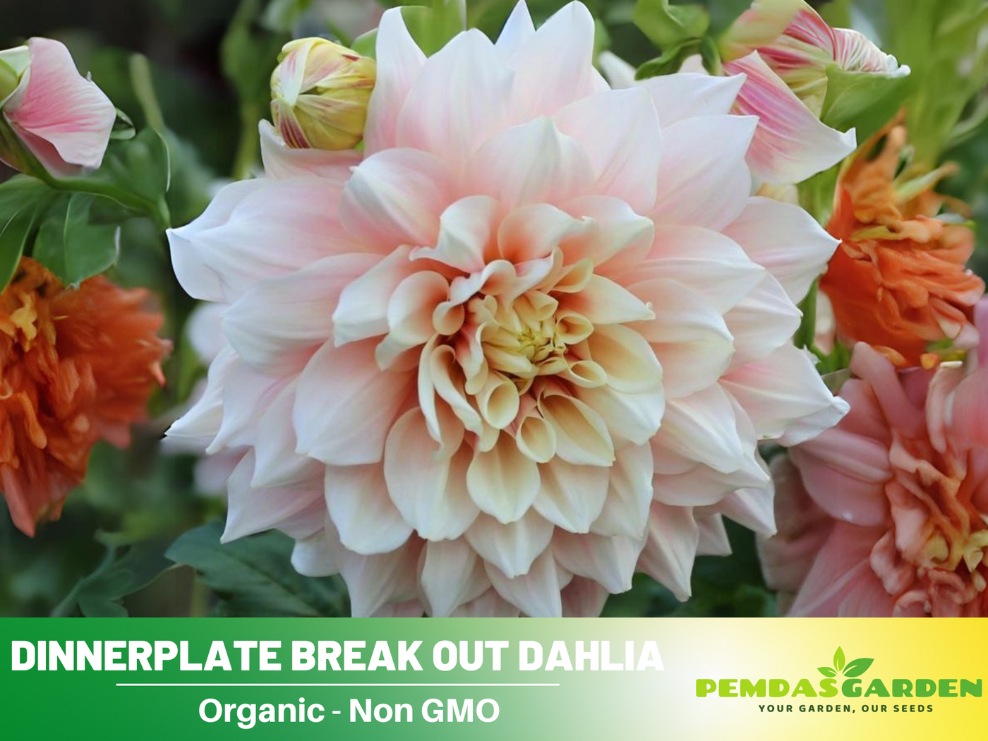 dinnerplate dahlia seeds 40+ Seeds| Dinnerplate Break Out Dahlia Perennial Seeds – Mixed Color – PEMDASGARDEN