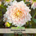 40+ Seeds|  Dinnerplate Break Out Dahlia Perennial Seeds – Mixed Color Blooms, Fast Growing Annual Flowers, Ornamental Garden Seeds for Borders & Pots#D032