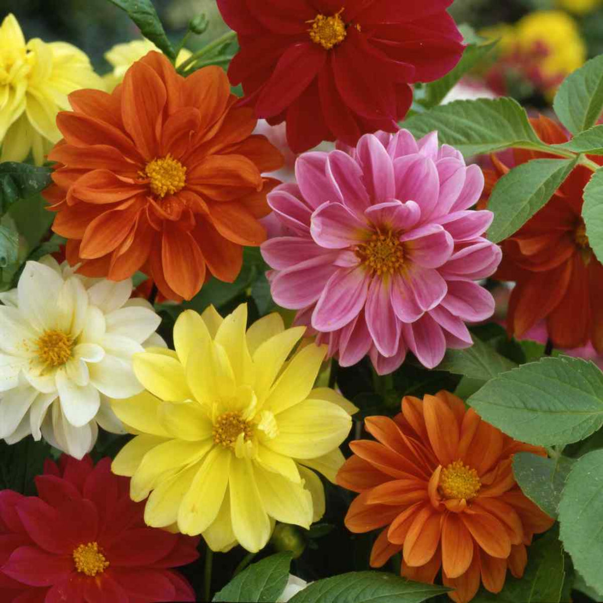 Unwins Bedding Mix Dahlia Seeds, 40+ seeds