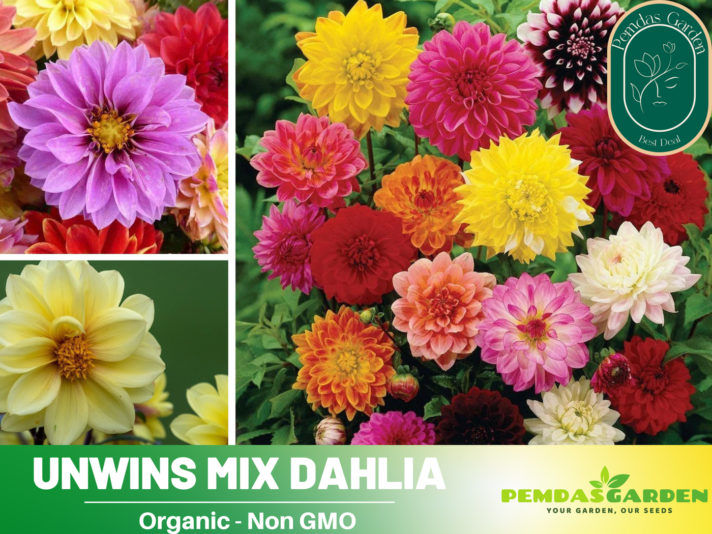 seeds bedding plants 40+ Seeds| Unwins Bedding Mix seed Dahlia Perennial Seeds Heirloom Dahlia Flower Seeds – Non GMO, Open Pollinated Mix for Vibrant Summer Blooms,
