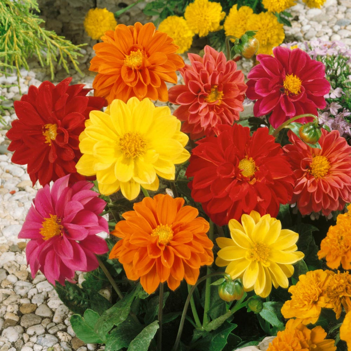 Unwins Bedding Mix Dahlia Seeds, 40+ seeds
