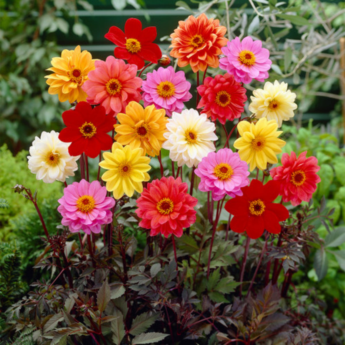 Unwins Bedding Mix Dahlia Seeds, 40+ seeds