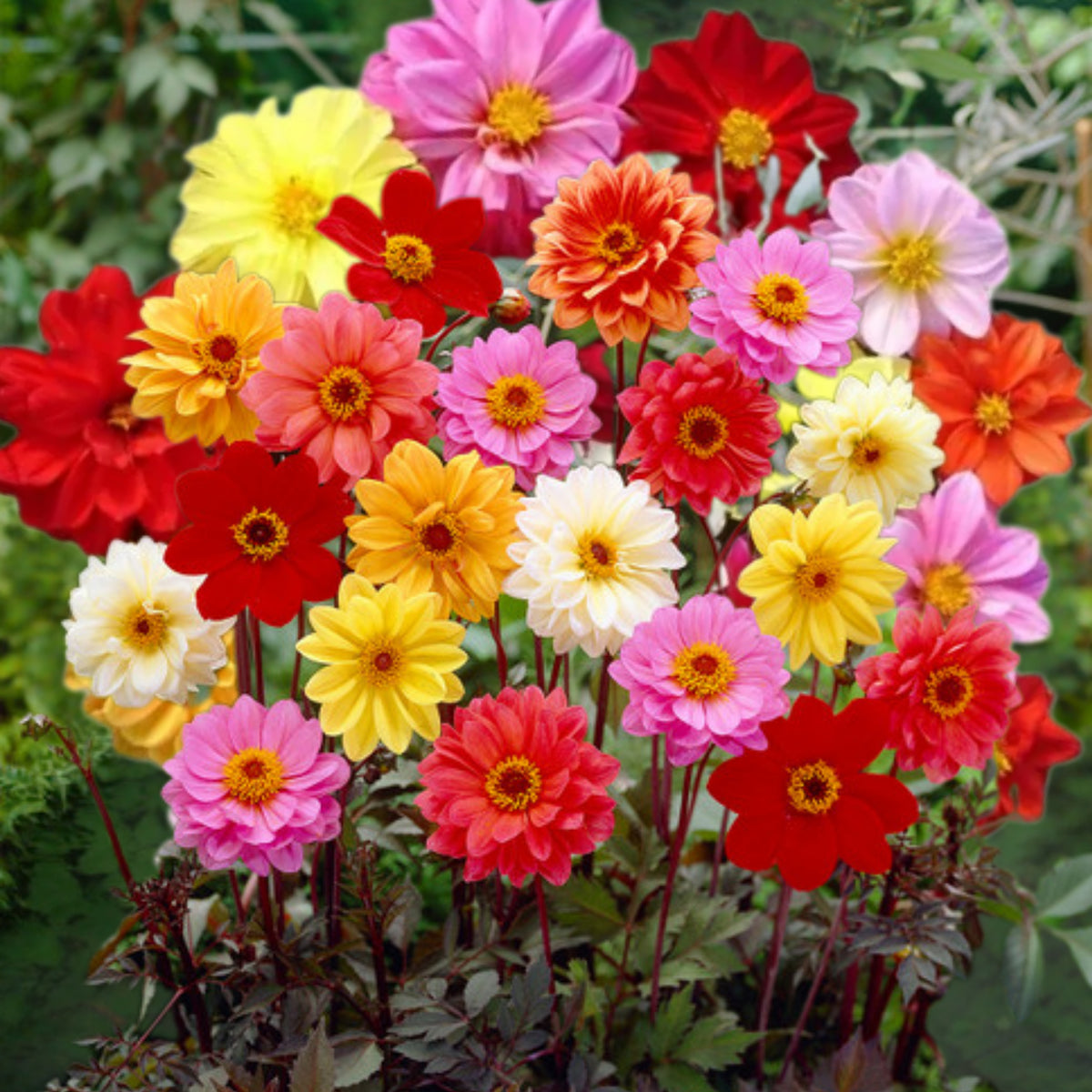 Unwins Bedding Mix Dahlia Seeds, 40+ seeds