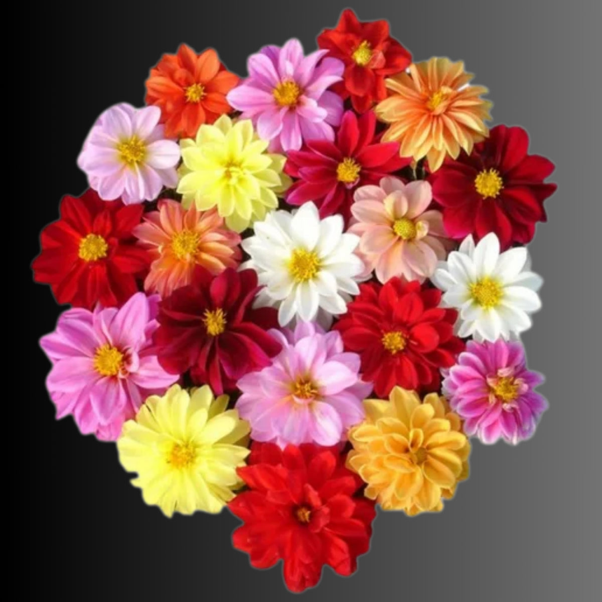 Unwins Bedding Mix Dahlia Seeds, 40+ seeds