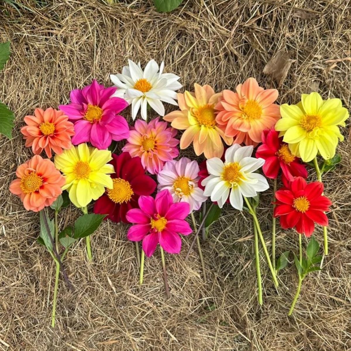 Unwins Bedding Mix Dahlia Seeds, 40+ seeds