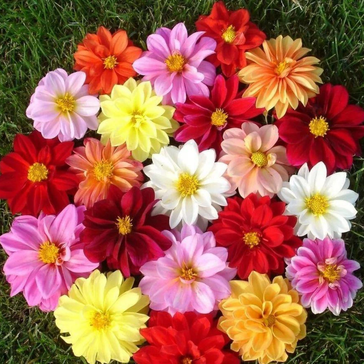Unwins Bedding Mix Dahlia Seeds, 40+ seeds