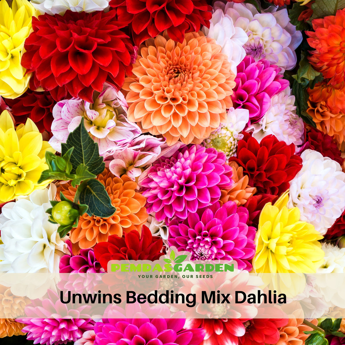 Unwins Bedding Mix Dahlia Seeds, 40+ seeds