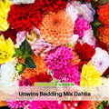 40+ Seeds|  Unwins Bedding Mix seed Dahlia Perennial Seeds Heirloom Dahlia Flower Seeds – Non GMO, Open Pollinated Mix for Vibrant Summer Blooms, Garden & Landscaping Flowers#D033