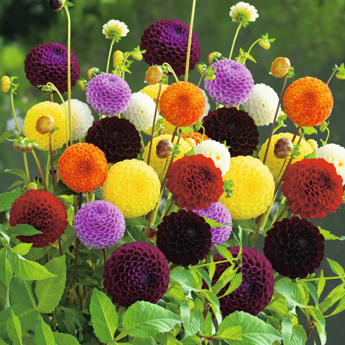 Pompon Dahlia Mix Seeds - Container, Beds & Cut Bouquets, 40+ seeds