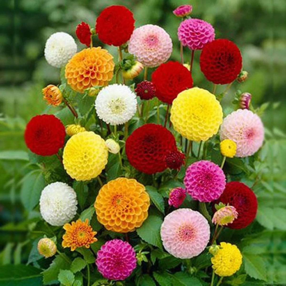 Pompon Dahlia Mix Seeds - Container, Beds & Cut Bouquets, 40+ seeds