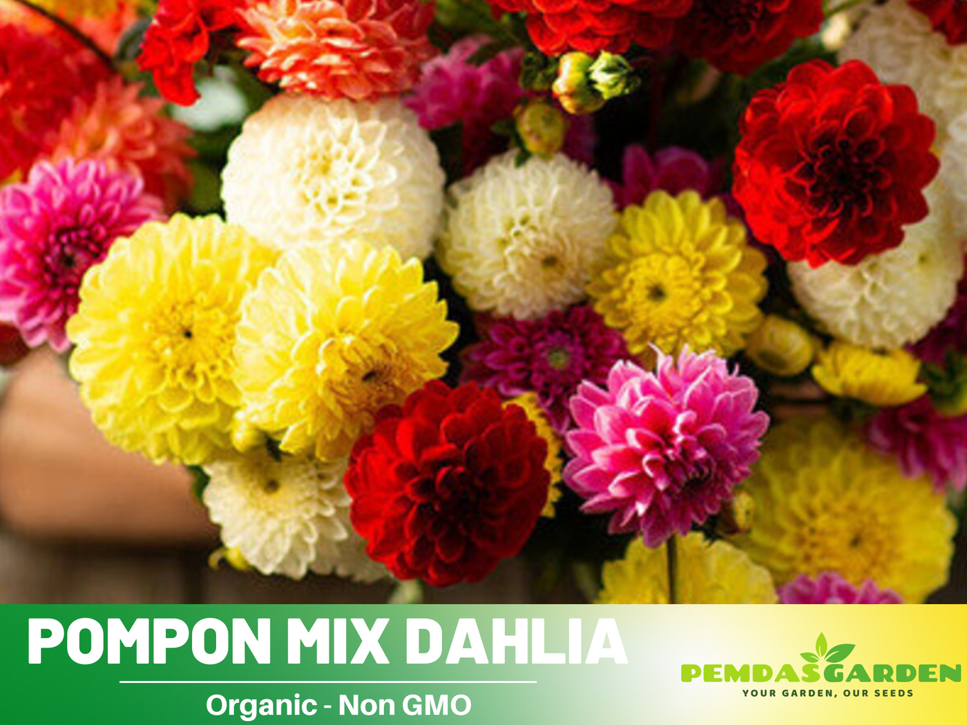 pompon dahlia seeds 40+ Seeds-Pompon Dahlia Mix Seeds- Authentic - Open-Pollinated