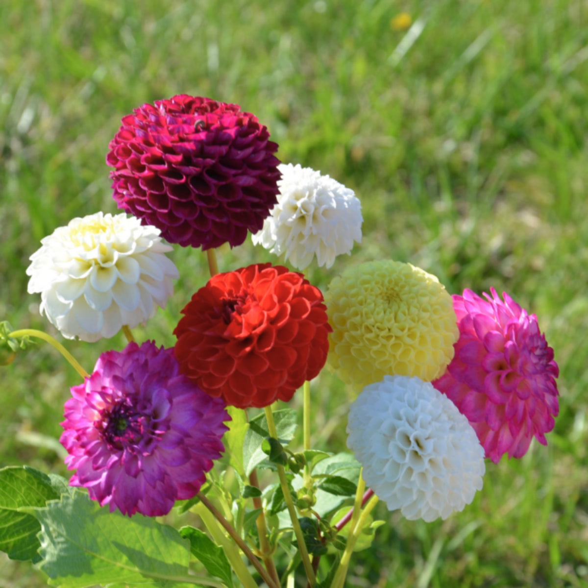 Pompon Dahlia Mix Seeds - Container, Beds & Cut Bouquets, 40+ seeds
