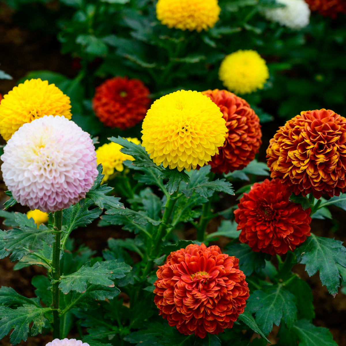 Pompon Dahlia Mix Seeds - Container, Beds & Cut Bouquets, 40+ seeds