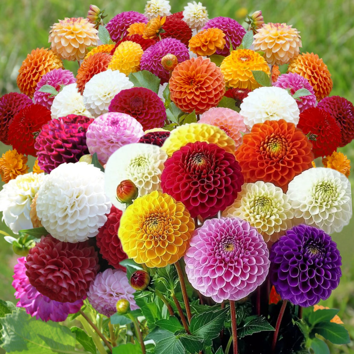 Pompon Dahlia Mix Seeds - Container, Beds & Cut Bouquets, 40+ seeds