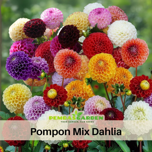 Pompon Dahlia Mix Seeds - Container, Beds & Cut Bouquets, 40+ seeds