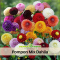 40+ Seeds-Pompon Dahlia Mix Seeds- Authentic - Open-Pollinated - Organic - Heirloom - Flower Seeds - Container - Beds & Cut Bouquets#D034