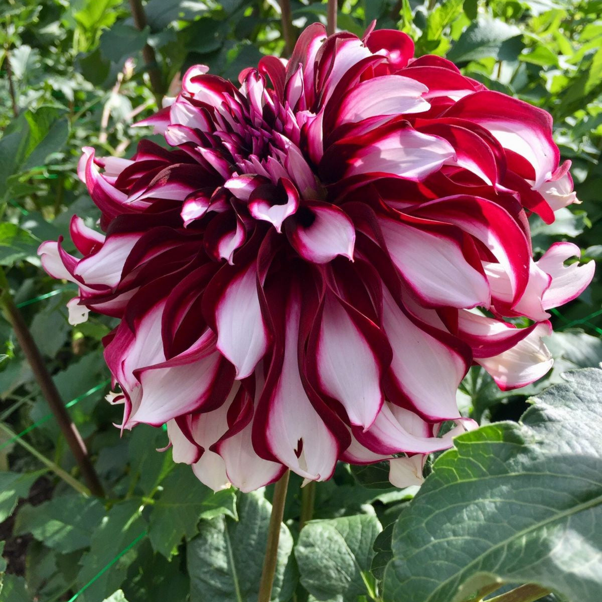Tartan Dinnerplate Dahlia Seeds, 40+ seeds
