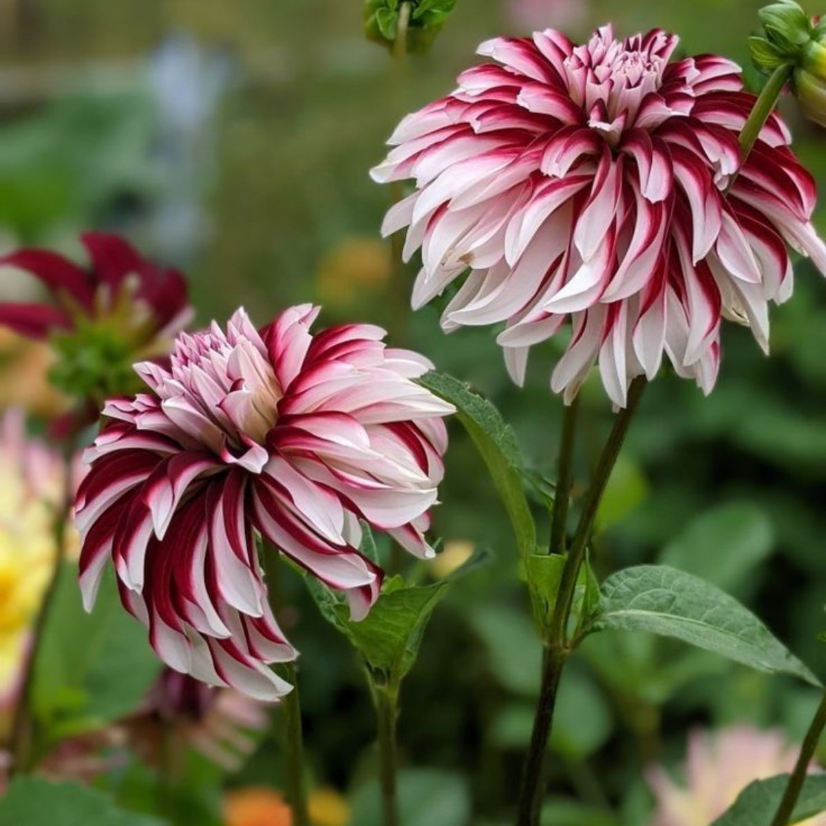 Tartan Dinnerplate Dahlia Seeds, 40+ seeds
