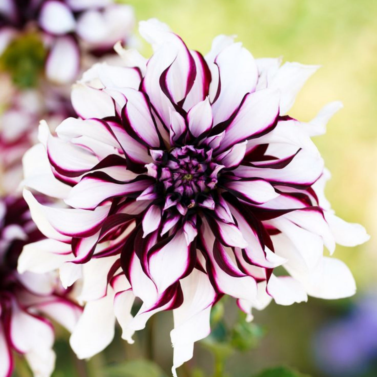 Tartan Dinnerplate Dahlia Seeds, 40+ seeds