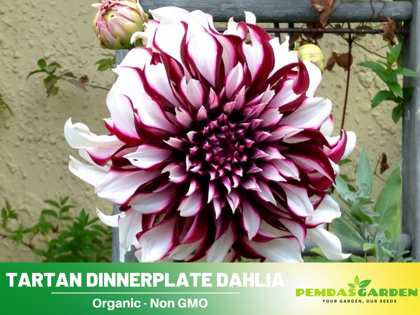 dinnerplate dahlia seeds 40+ Seeds| Tartan Dinnerplate Dahlia SeedsHeirloom Dahlia Flower Seeds – PEMDASGARDEN