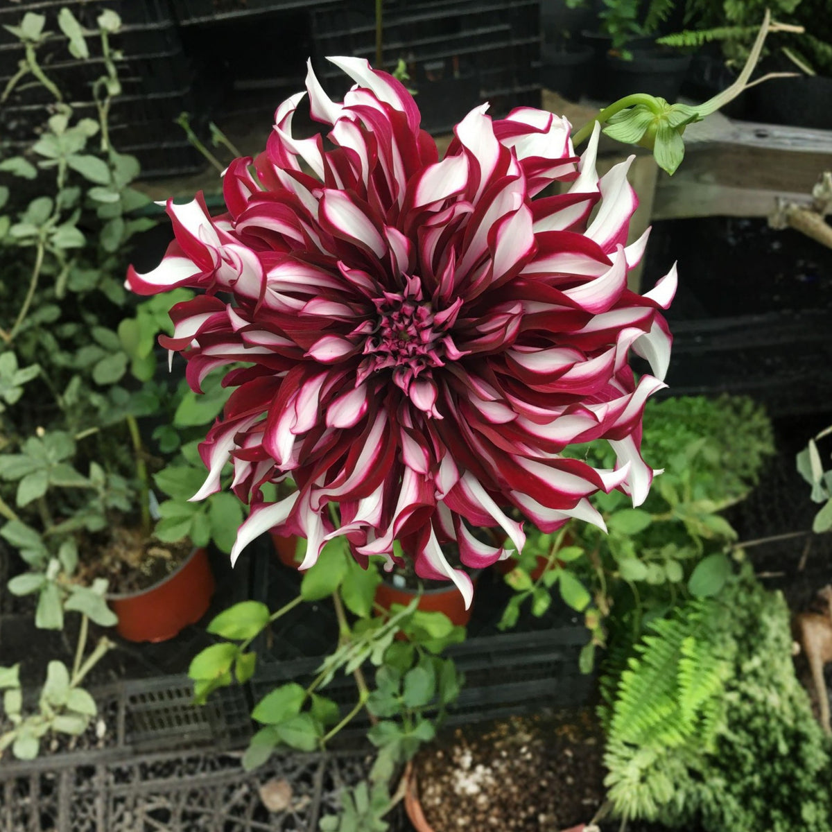 Tartan Dinnerplate Dahlia Seeds, 40+ seeds