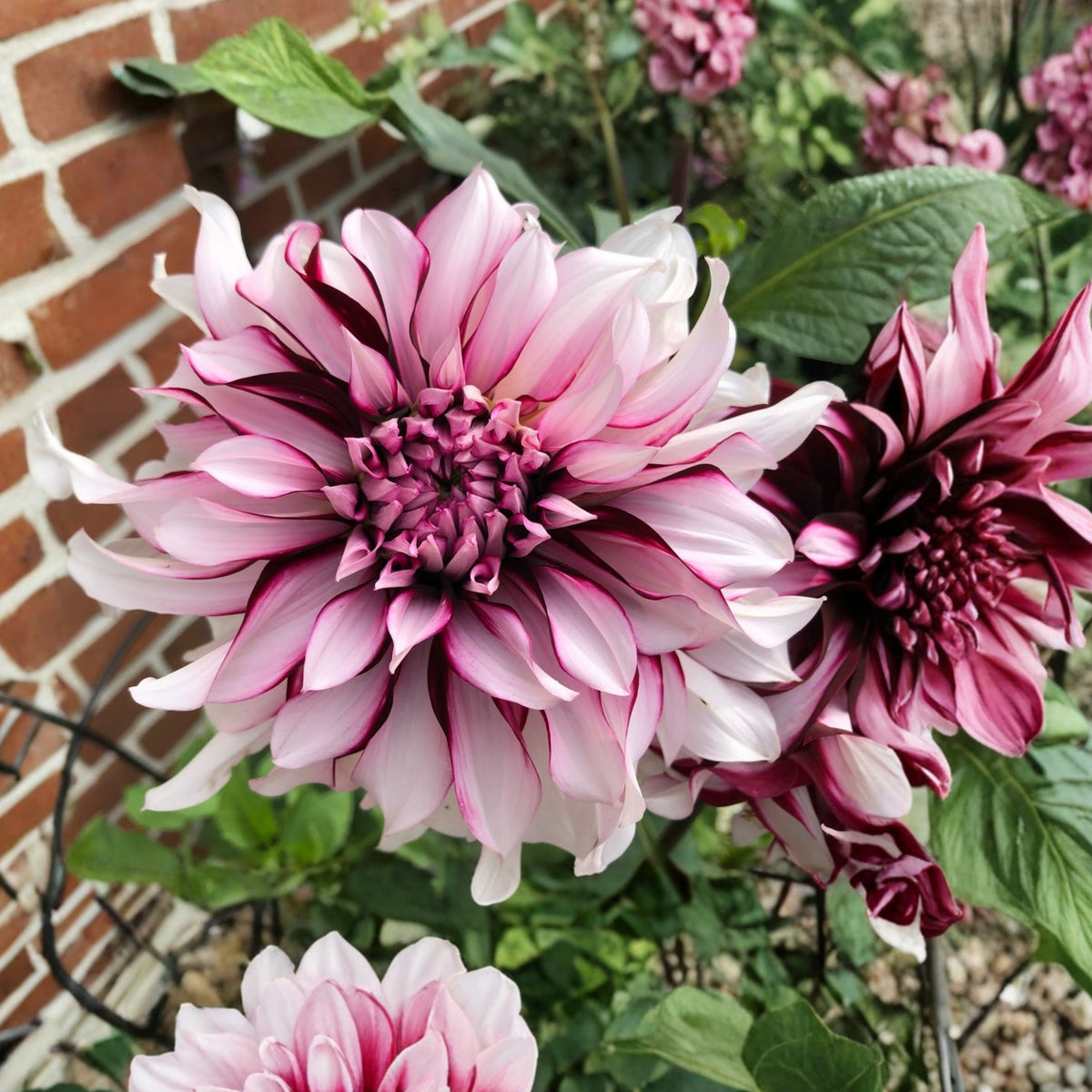 Tartan Dinnerplate Dahlia Seeds, 40+ seeds